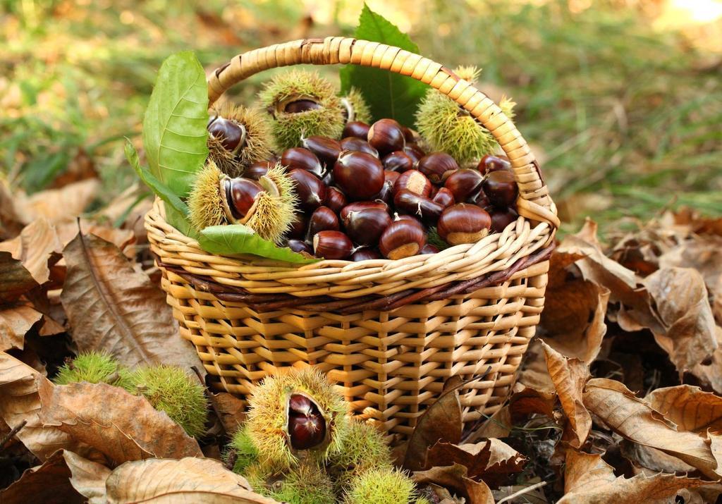 Agriturismo Bio-Ecologico Sant'Isidoro Roccaforte Mondovì エクステリア 写真