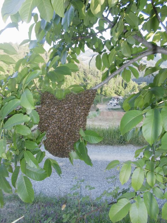 Agriturismo Bio-Ecologico Sant'Isidoro Roccaforte Mondovì エクステリア 写真